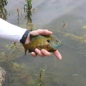 Meet your Posher, Jeramie